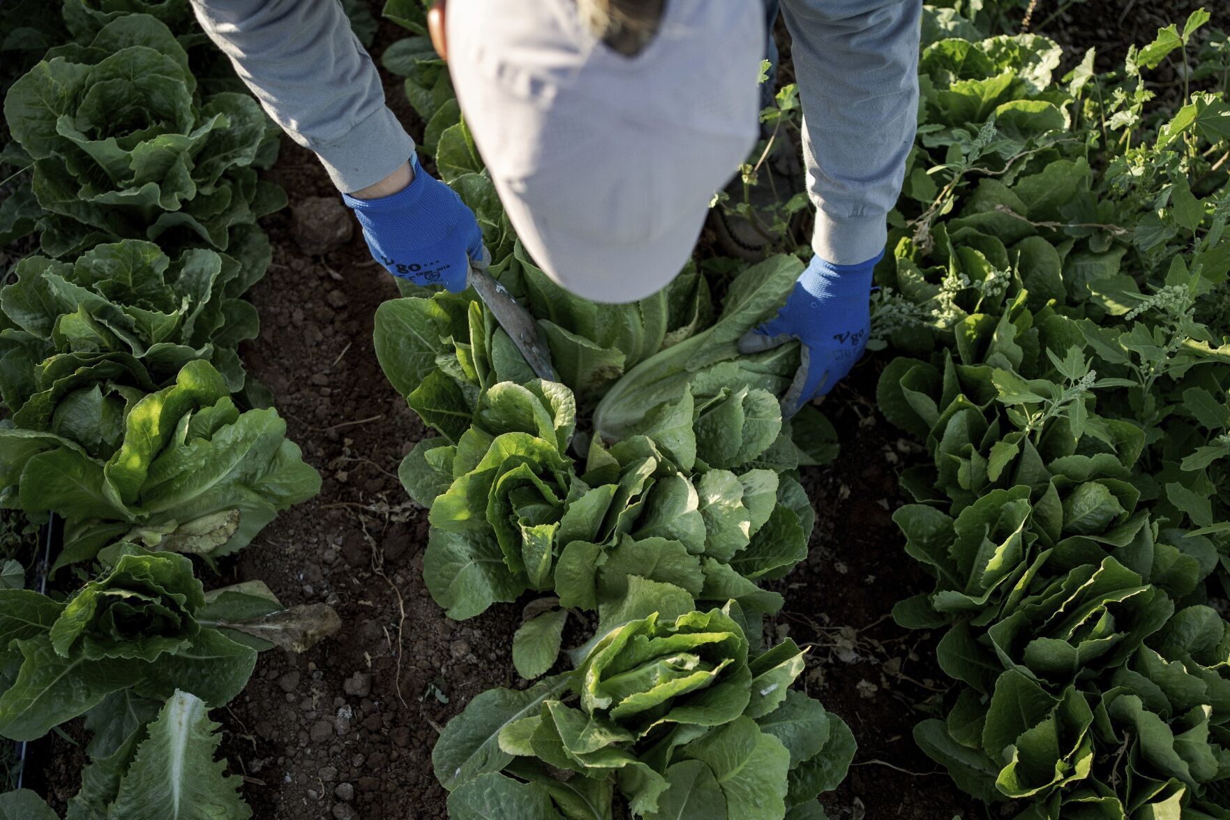 Climate Agritopia Agricultural Community